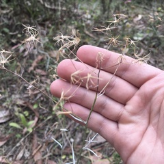 Senecio quadridentatus
