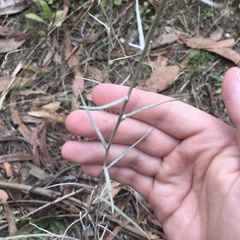 Senecio quadridentatus