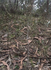 Senecio quadridentatus