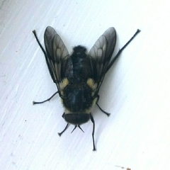Scaptia adrel