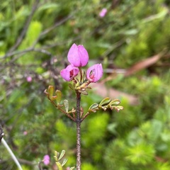 Boronia microphylla