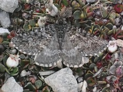 Aponotoreas orphnaea