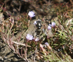 Eristalinus nigricans