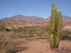 Trichocereus terscheckii