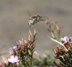 Eristalinus nigricans