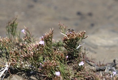 Eristalinus nigricans