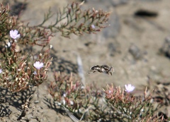 Eristalinus nigricans