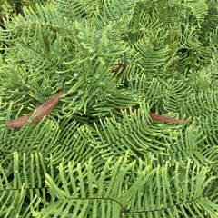 Gleichenia dicarpa