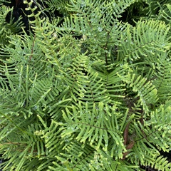 Gleichenia dicarpa