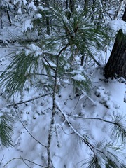 Pinus sibirica