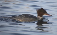 Mergus merganser
