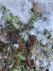 Vaccinium vitis-idaea