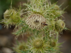 Cirsium wallichii