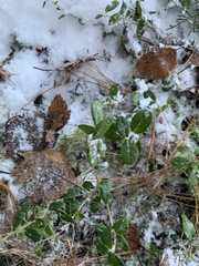 Vaccinium vitis-idaea