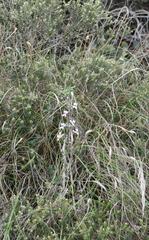 Cyphia dentariifolia