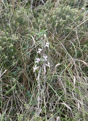 Cyphia dentariifolia