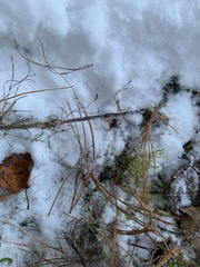 Equisetum sylvaticum
