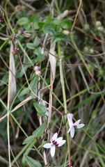 Cyphia dentariifolia