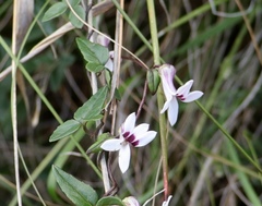 Cyphia dentariifolia