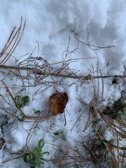 Equisetum sylvaticum