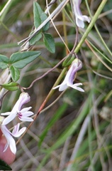 Cyphia dentariifolia