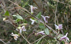 Cyphia dentariifolia