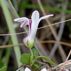 Cyphia dentariifolia