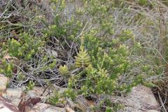 Crassula mollis