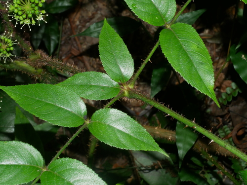 Image of Aralia Armata (Aralia armata) by (c) Jacy Chen, some rights reserved (CC BY)