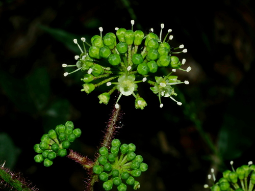 Image of Aralia Armata (Aralia armata) by (c) Jacy Chen, some rights reserved (CC BY)