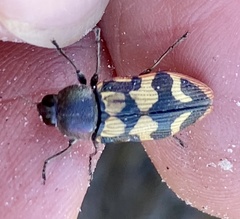 Castiarina bazilisca