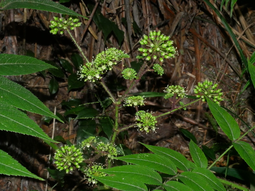 Image of Aralia Armata (Aralia armata) by (c) Jacy Chen, some rights reserved (CC BY)