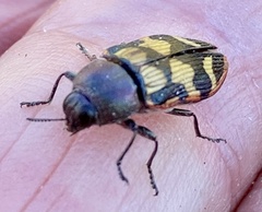 Castiarina bazilisca