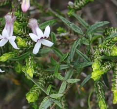 Cyphia dentariifolia