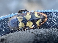 Castiarina bazilisca