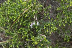 Cyphia dentariifolia