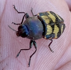 Castiarina bazilisca
