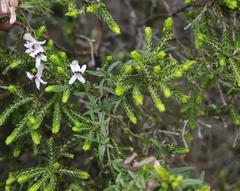 Cyphia dentariifolia