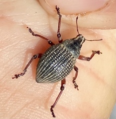 Catasarcus impressipennis