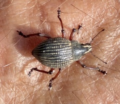 Catasarcus impressipennis