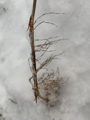 Equisetum sylvaticum