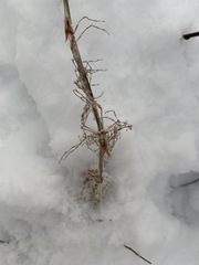 Equisetum sylvaticum