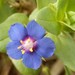 Foemina Blue Pimpernel - Photo (c) Luca Fornasari, some rights reserved (CC BY-NC), uploaded by Luca Fornasari