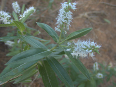 Veronica pubescens pubescens