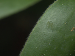 Veronica pubescens pubescens