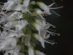 Veronica pubescens pubescens