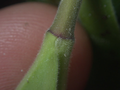 Veronica pubescens pubescens