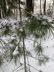 Pinus sibirica