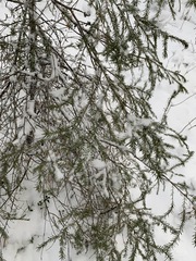Picea obovata