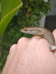 Trachylepis maculilabris